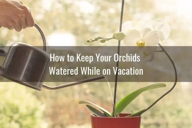 Cómo cuidar las orquídeas durante las vacaciones