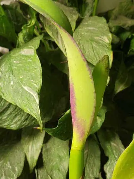 13 señales infalibles que indican que tu orquídea está sana