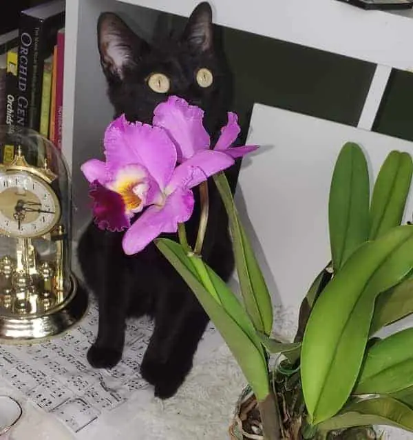 Cómo podar una Cattleya: 4 pasos para obtener más flores