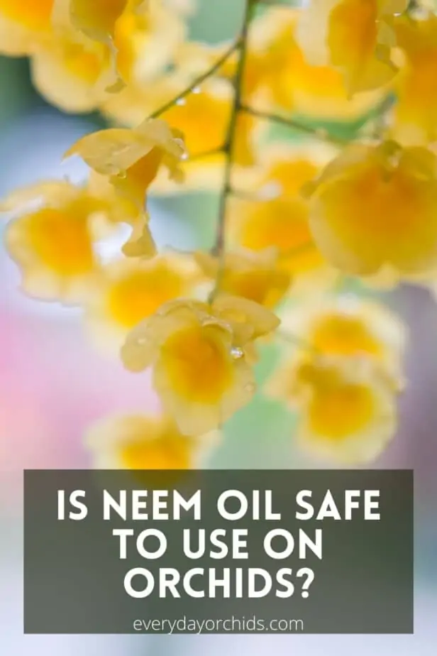 ¿Es seguro usar aceite de neem en su orquídea?