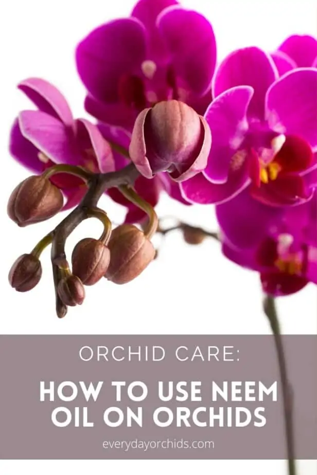 ¿Es seguro usar aceite de neem en su orquídea?