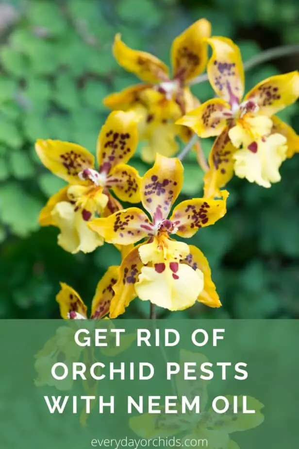 ¿Es seguro usar aceite de neem en su orquídea?
