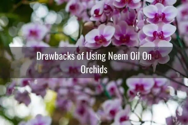 ¿Es seguro usar aceite de neem en su orquídea?