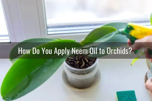 ¿Es seguro usar aceite de neem en su orquídea?