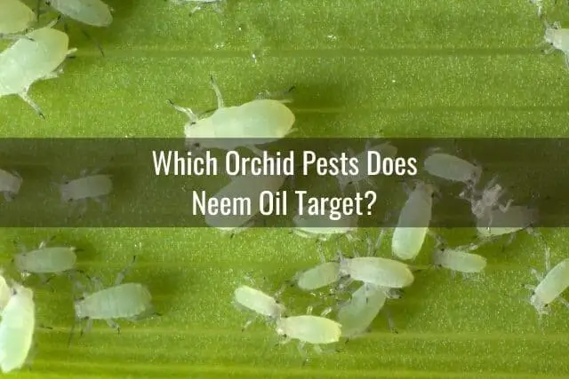¿Es seguro usar aceite de neem en su orquídea?