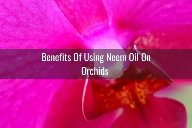 ¿Es seguro usar aceite de neem en su orquídea?