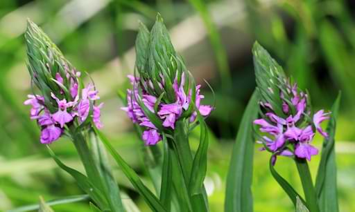 Orquídeas terrestres: tu guía completa de cultivo