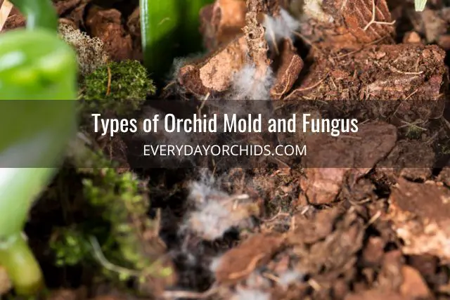 Cómo tratar el moho y los hongos en las orquídeas