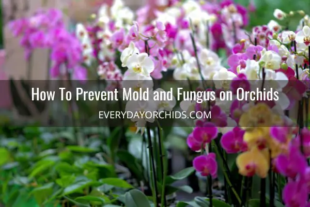 Cómo tratar el moho y los hongos en las orquídeas