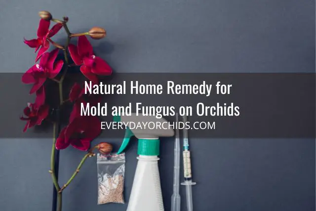 Cómo tratar el moho y los hongos en las orquídeas