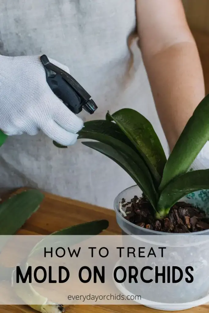 Cómo tratar el moho y los hongos en las orquídeas