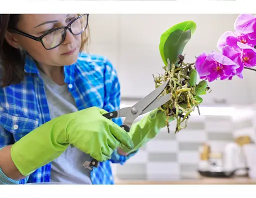 Cómo se reproducen las orquídeas: una guía para propagar su planta de orquídea