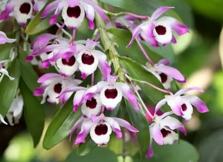 Cómo volver a florecer una orquídea Dendrobium: Den Phal y Nobile