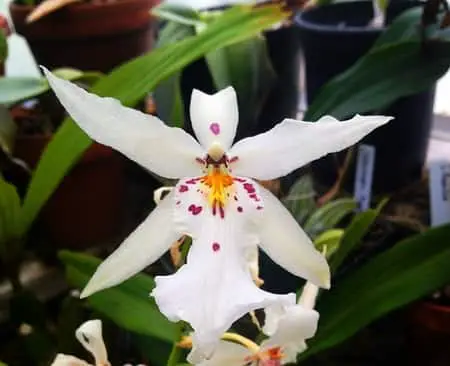 Los mejores insecticidas para eliminar las plagas y los insectos de las orquídeas