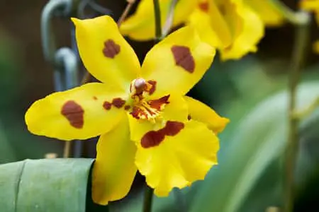 Los mejores insecticidas para eliminar las plagas y los insectos de las orquídeas