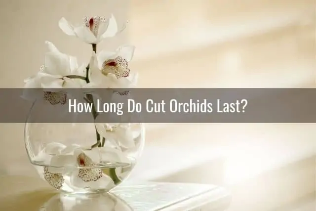 ¿Cuánto tiempo duran las flores de las orquídeas cortadas? ¿Cuánto tiempo duran las flores de las orquídeas cortadas?
