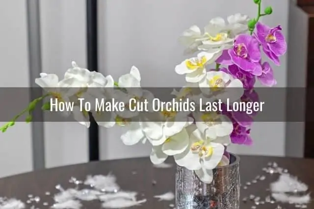¿Cuánto tiempo duran las flores de las orquídeas cortadas? ¿Cuánto tiempo duran las flores de las orquídeas cortadas?