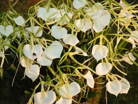 Guía de cuidado de Brassavola: Cómo cultivar, cultivo y hoja de cuidado