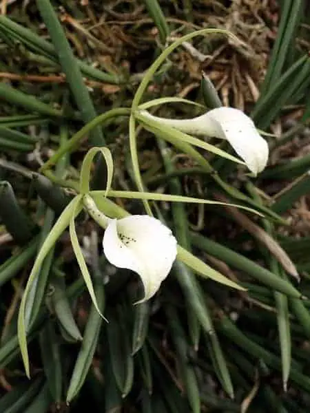 Guía de cuidado de Brassavola: Cómo cultivar, cultivo y hoja de cuidado