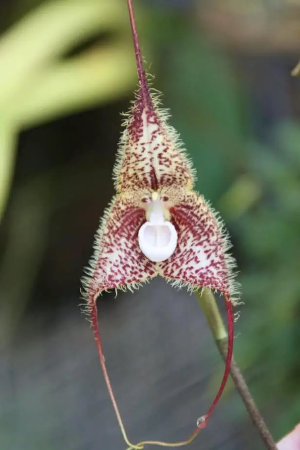 Todo sobre las orquídeas de Drácula con cara de mono