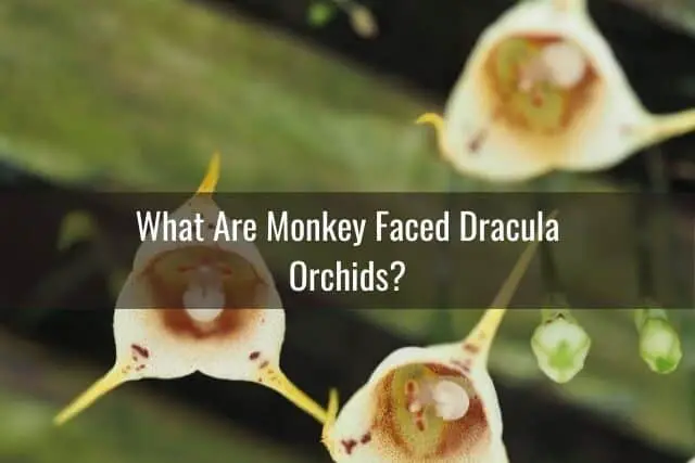 Todo sobre las orquídeas de Drácula con cara de mono