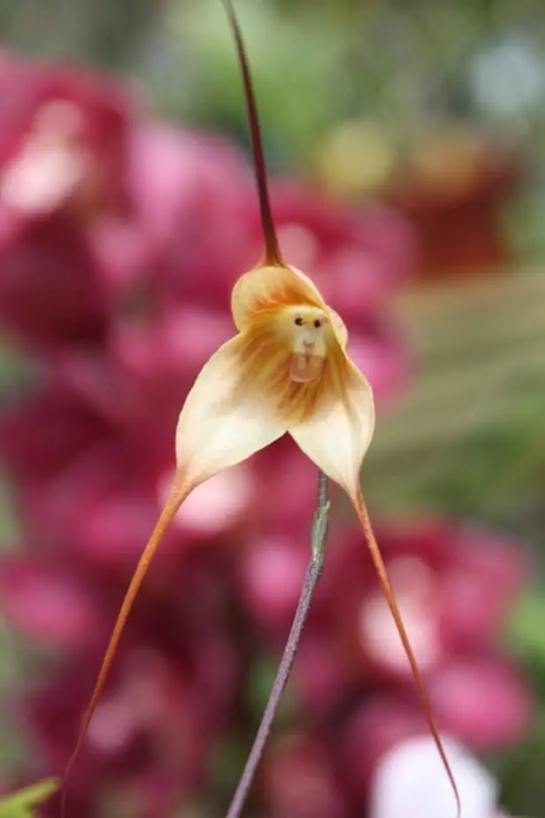 Todo sobre las orquídeas de Drácula con cara de mono