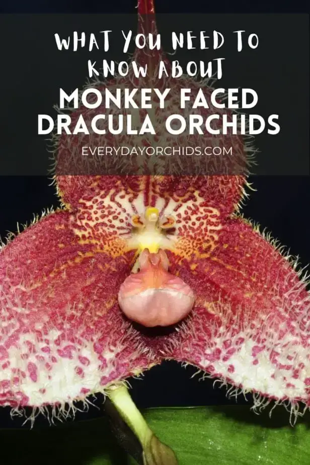 Todo sobre las orquídeas de Drácula con cara de mono