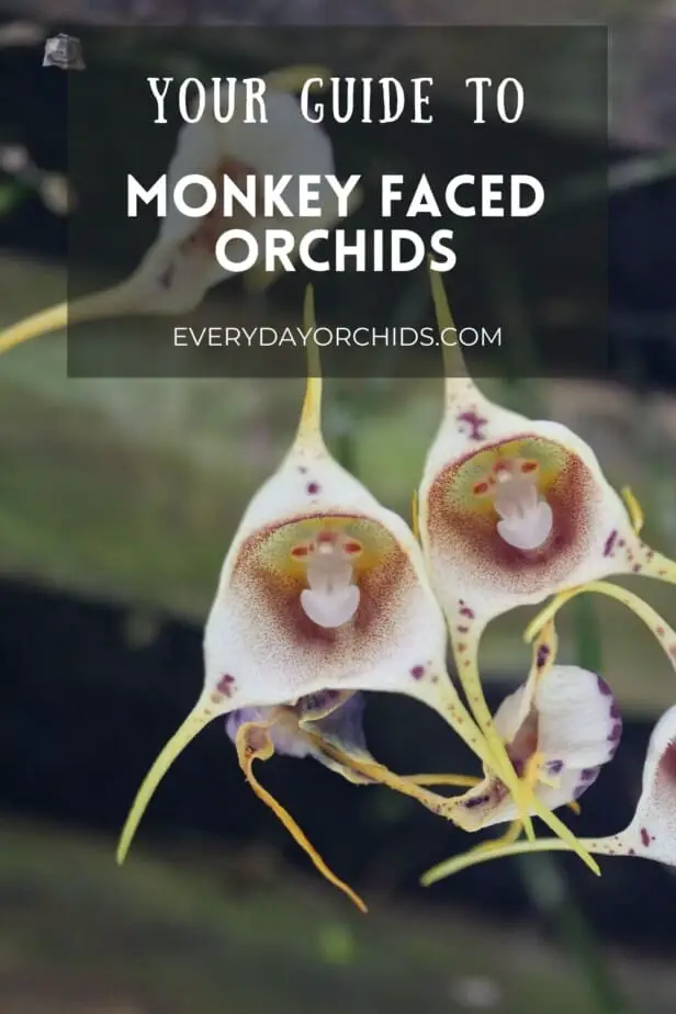 Todo sobre las orquídeas de Drácula con cara de mono