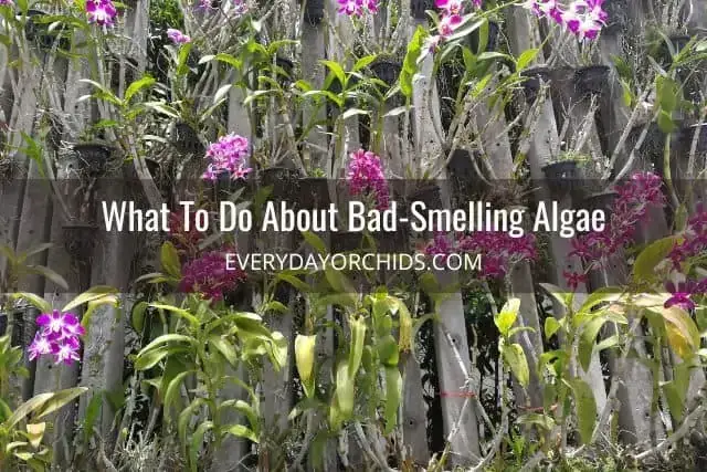 ¿Por qué hay algas en las raíces de tus orquídeas?