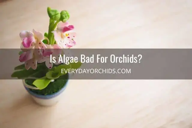¿Por qué hay algas en las raíces de tus orquídeas?