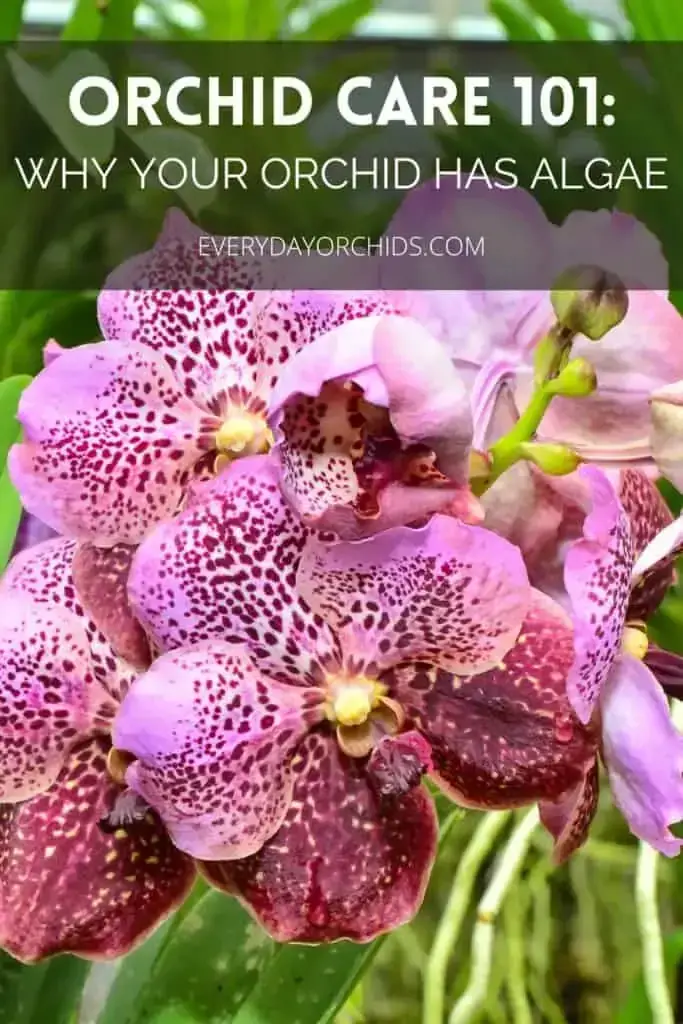 ¿Por qué hay algas en las raíces de tus orquídeas?