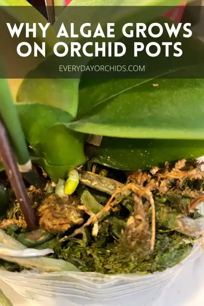 ¿Por qué hay algas en las raíces de tus orquídeas?