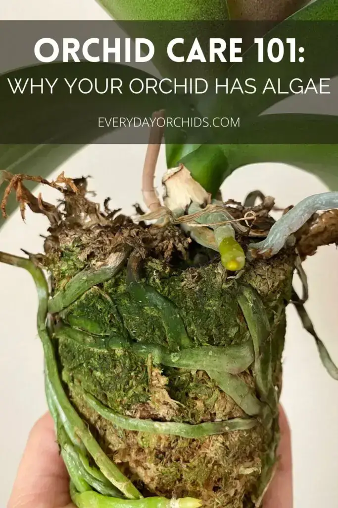 ¿Por qué hay algas en las raíces de tus orquídeas?