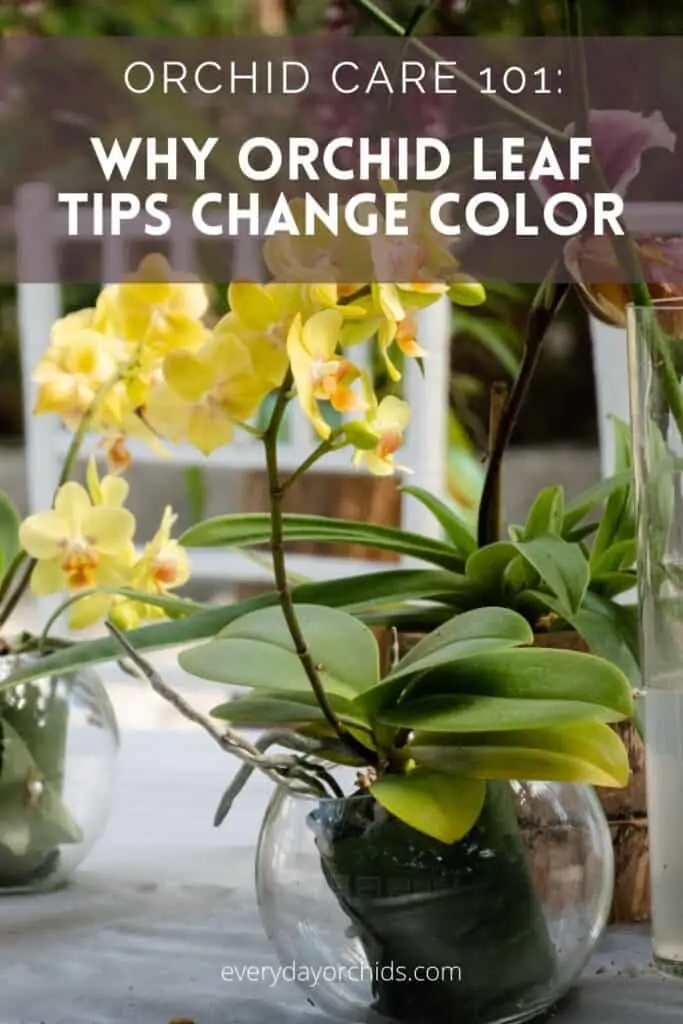 Por qué las puntas de las hojas de su orquídea cambian de color: causas y soluciones