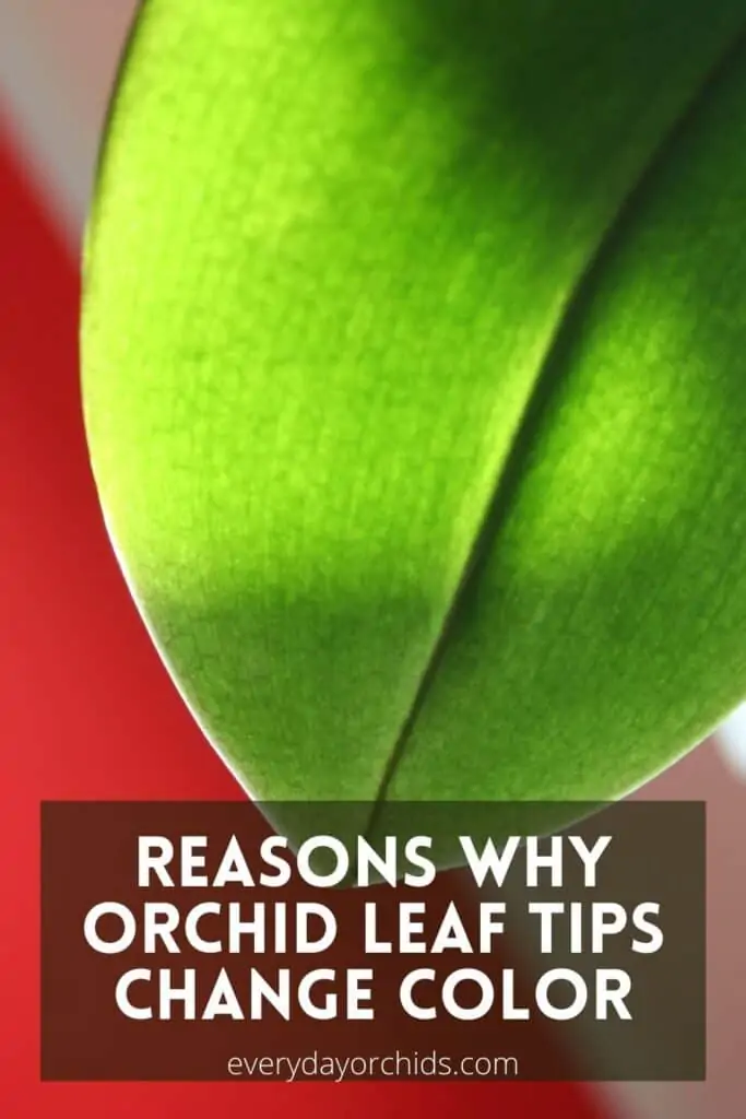 Por qué las puntas de las hojas de su orquídea cambian de color: causas y soluciones