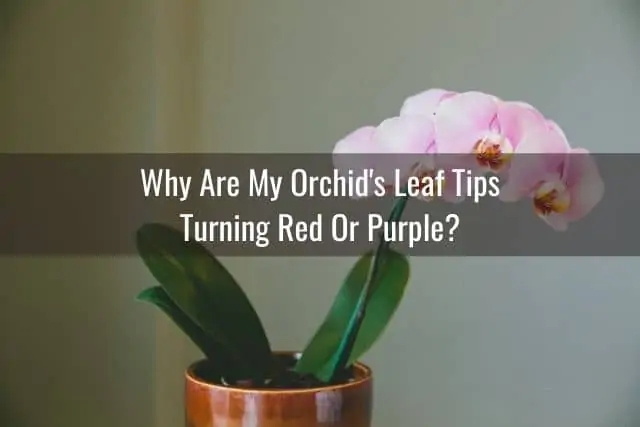 Por qué las puntas de las hojas de su orquídea cambian de color: causas y soluciones