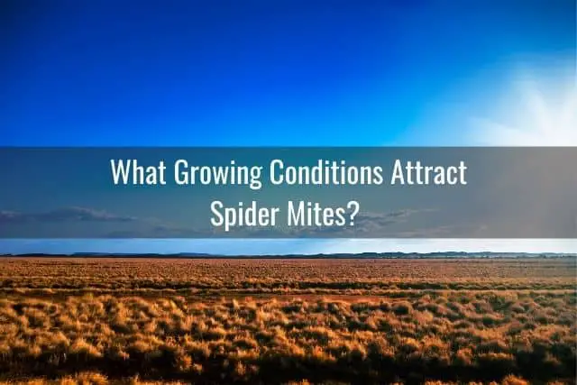 Cómo deshacerse de los ácaros araña en su orquídea