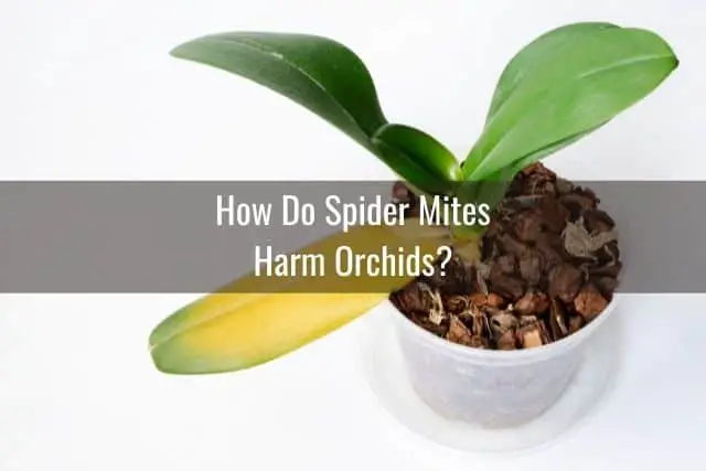Cómo deshacerse de los ácaros araña en su orquídea