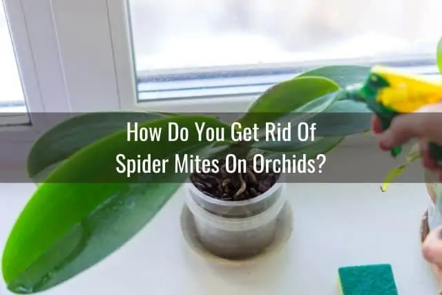 Cómo deshacerse de los ácaros araña en su orquídea