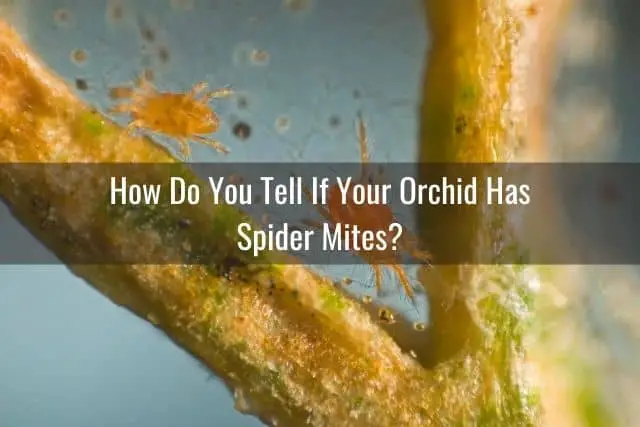 Cómo deshacerse de los ácaros araña en su orquídea