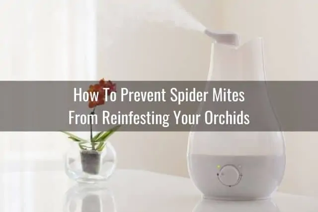 Cómo deshacerse de los ácaros araña en su orquídea