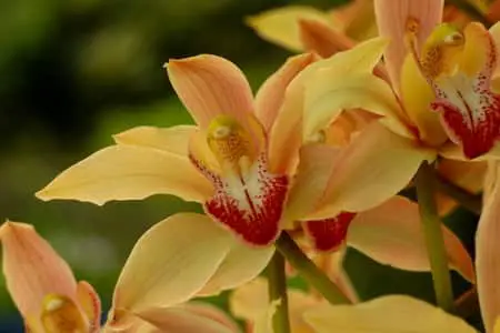 Pros y Contras de la Semi Hidroponía en Leca para Orquídeas
