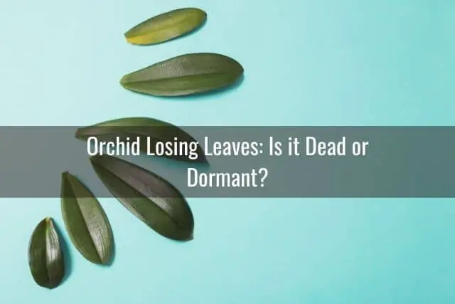 Cómo salvar una orquídea sin hojas