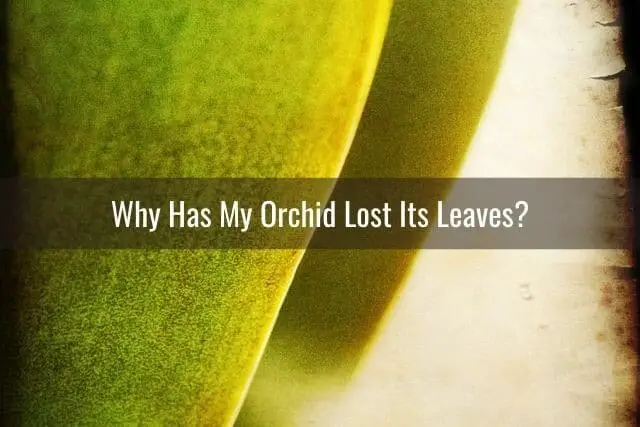 Cómo salvar una orquídea sin hojas