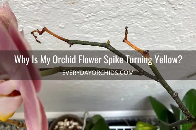 ¿Qué hace que una flor de orquídea cambie de color?