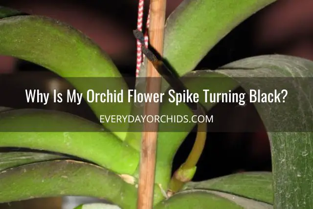 ¿Qué hace que una flor de orquídea cambie de color?