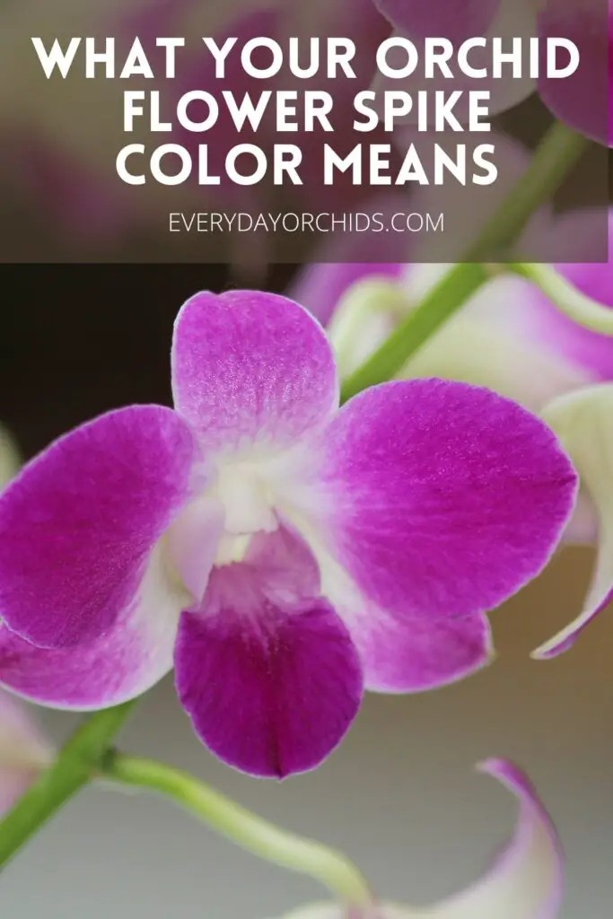 ¿Qué hace que una flor de orquídea cambie de color?