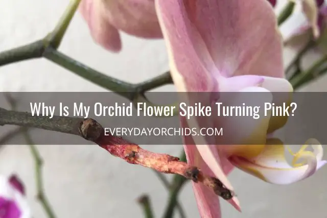¿Qué hace que una flor de orquídea cambie de color?