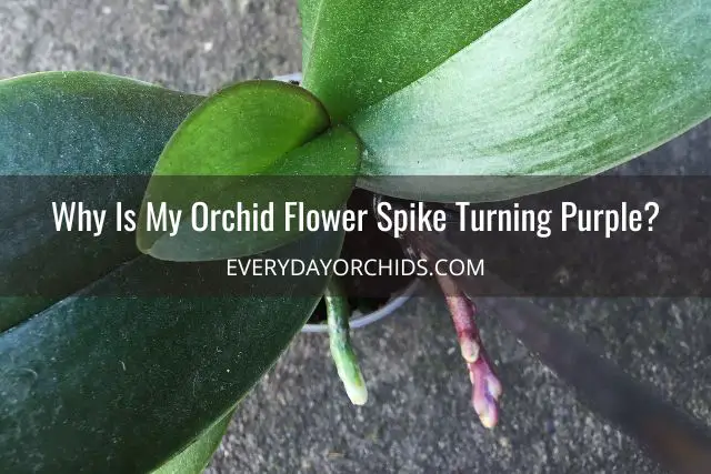 ¿Qué hace que una flor de orquídea cambie de color?