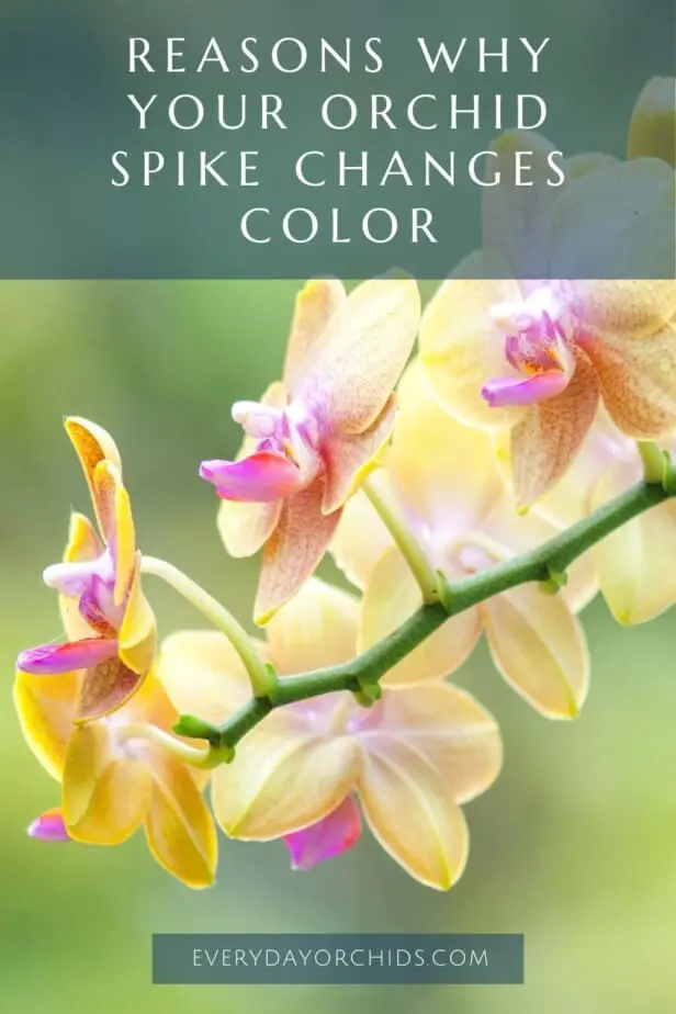 ¿Qué hace que una flor de orquídea cambie de color?